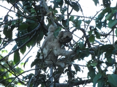 Bradypus variegatus tapajoensis