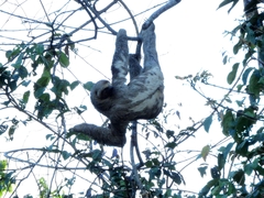 Bradypus variegatus tapajoensis