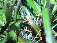 Dendropsophus sanborni