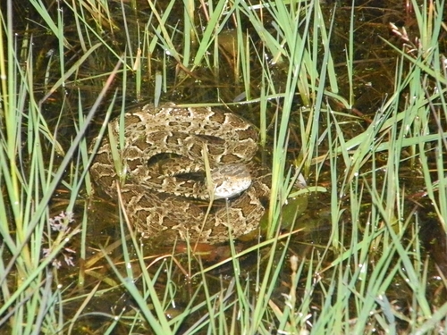 Photo of a Pampas Lancehead (Bothrops pubescens)