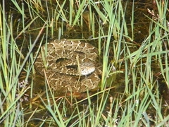 Bothrops pubescens