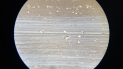 Charadrius alexandrinus