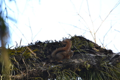 Sciurus ignitus
