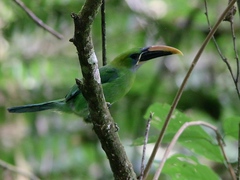 Aulacorhynchus sulcatus