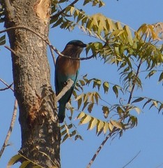 Coracias benghalensis