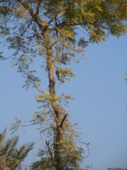 Coracias benghalensis