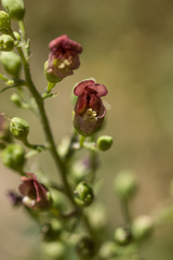 Scrophularia desertorum