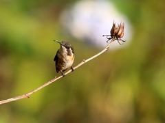 Chaetocercus astreans