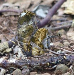 Consul fabius drurii