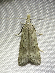 Dichomeris juniperella