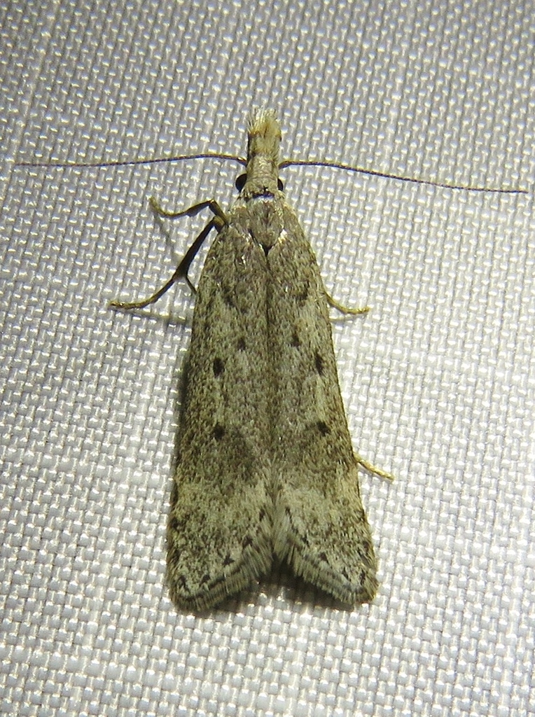 Scotch Crest