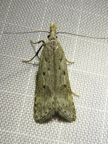 Scotch Crest