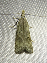 Dichomeris juniperella