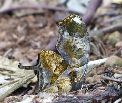 Consul fabius drurii