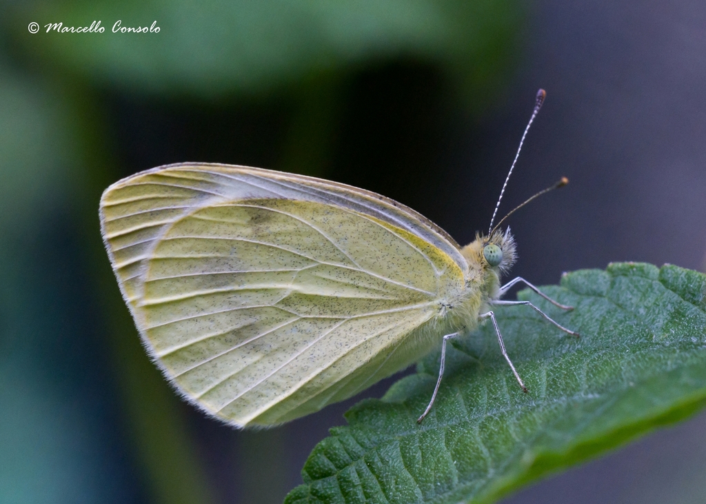 Small White (Butterflies) · iNaturalist