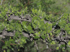 Citharexylum flabellifolium