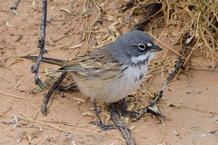 Sagebrush Sparrow photo 3