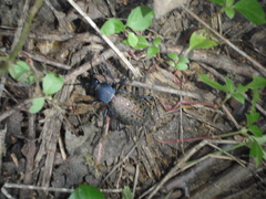 Carabus formosus