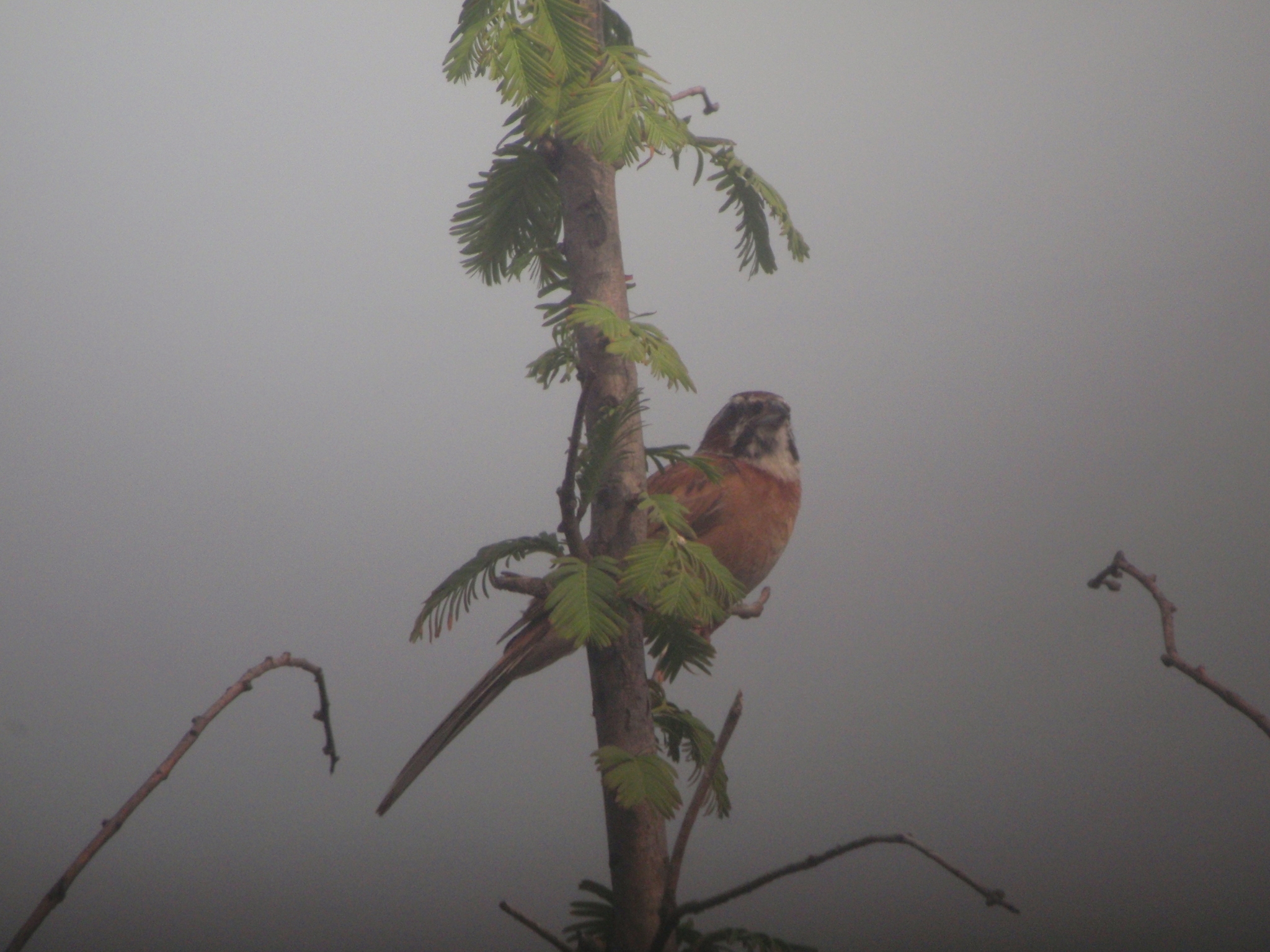 Meadow Bunting