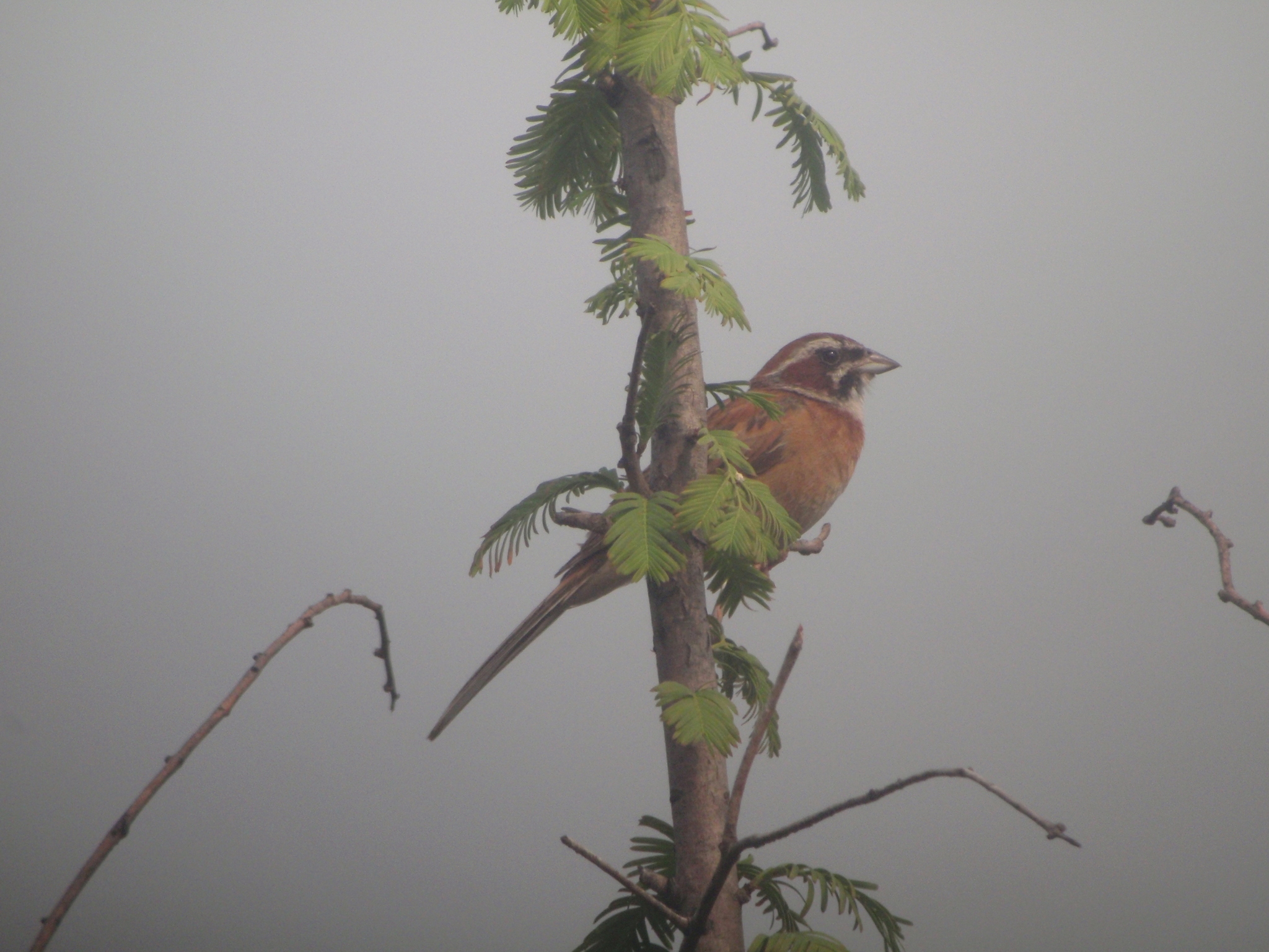 Meadow Bunting