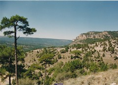 Pinus nigra salzmannii