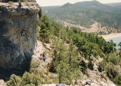 Pinus nigra salzmannii