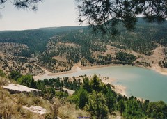 Pinus nigra salzmannii