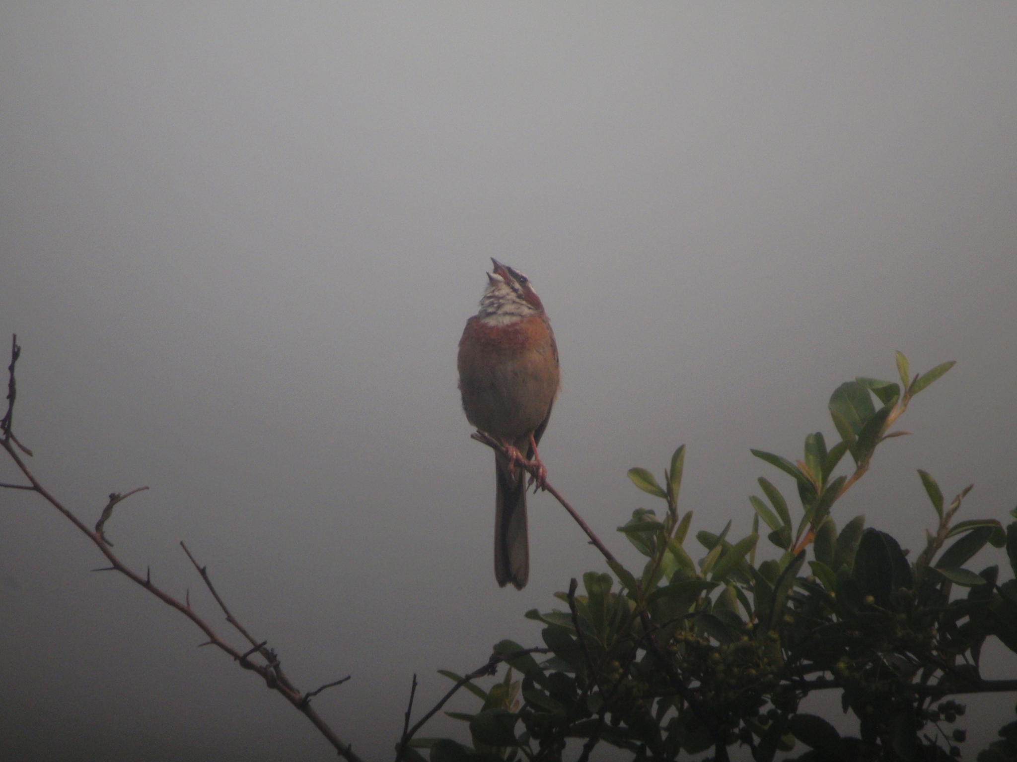Meadow Bunting