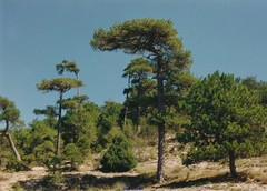 Pinus nigra salzmannii