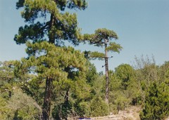 Pinus nigra salzmannii