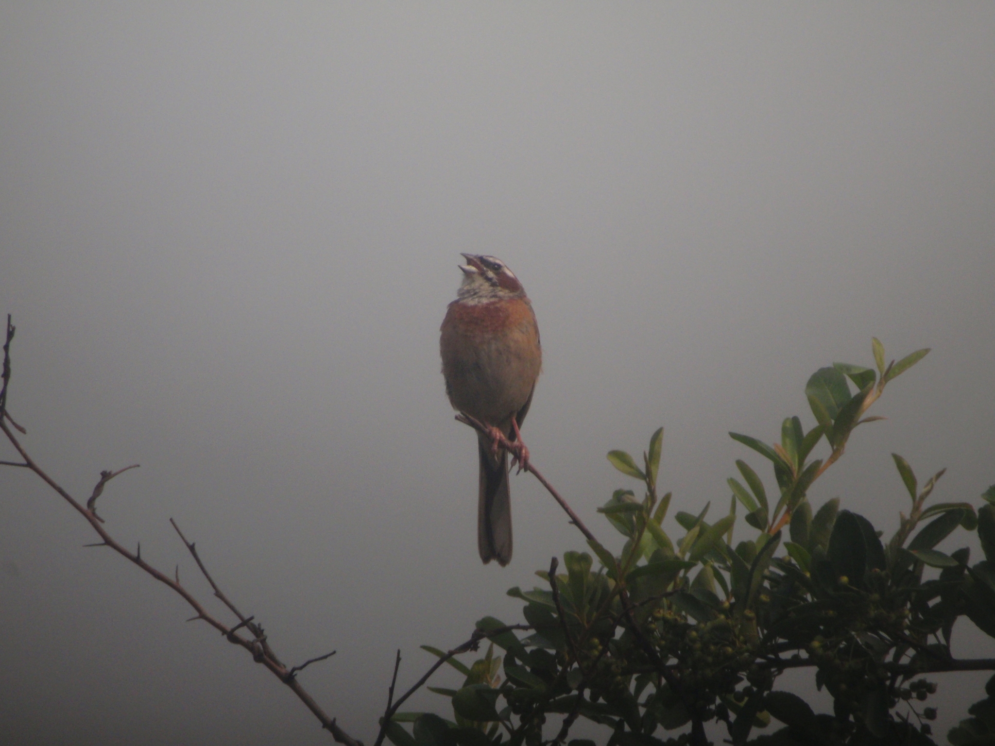 Meadow Bunting