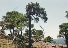 Pinus nigra salzmannii
