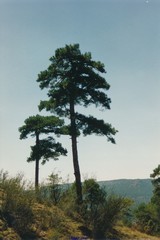 Pinus nigra salzmannii