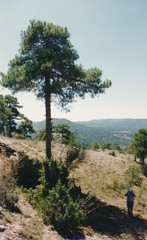 Pinus nigra salzmannii