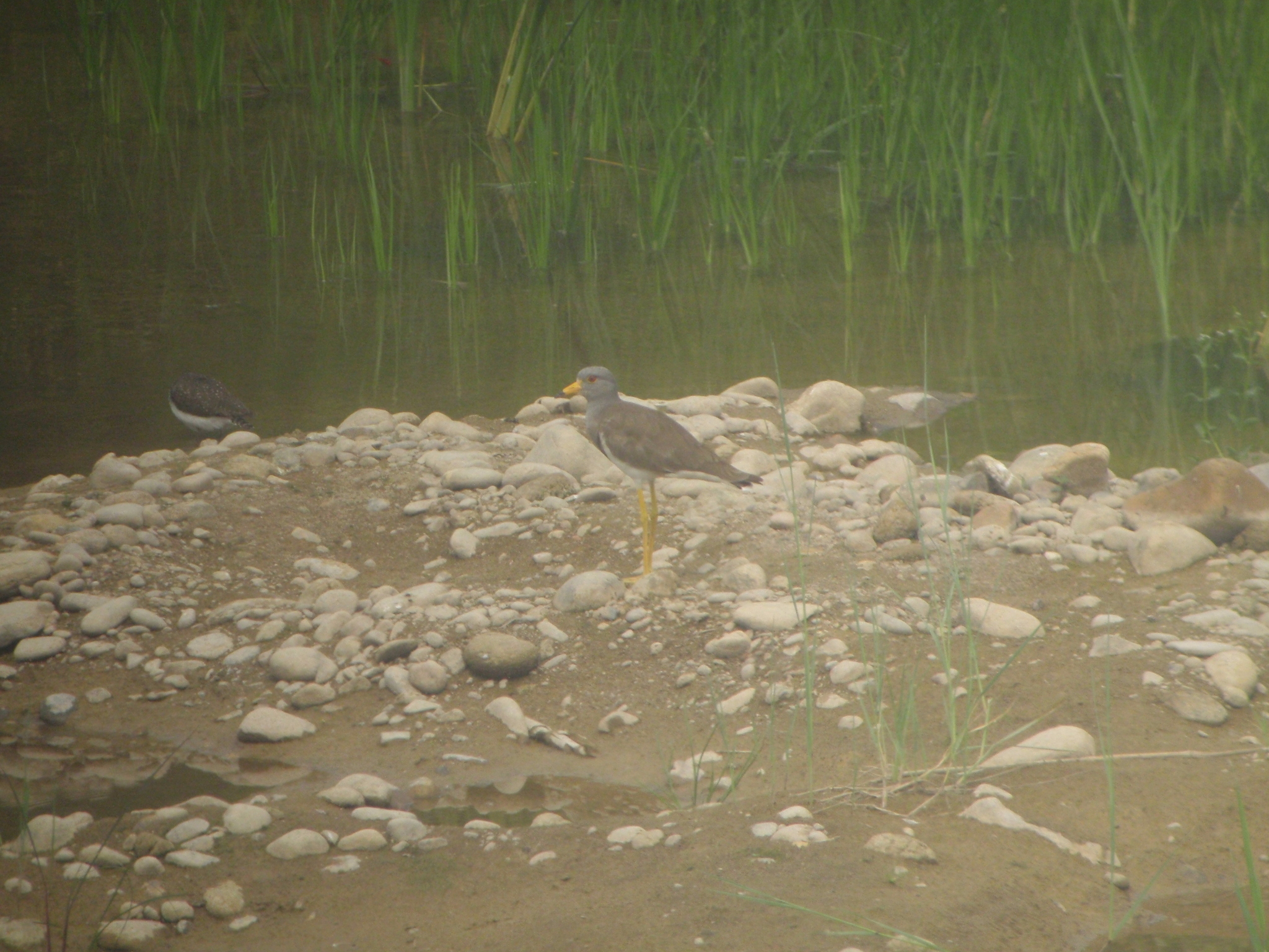 Grey-headed Lapwing