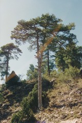 Pinus nigra salzmannii