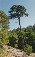 Pinus nigra salzmannii