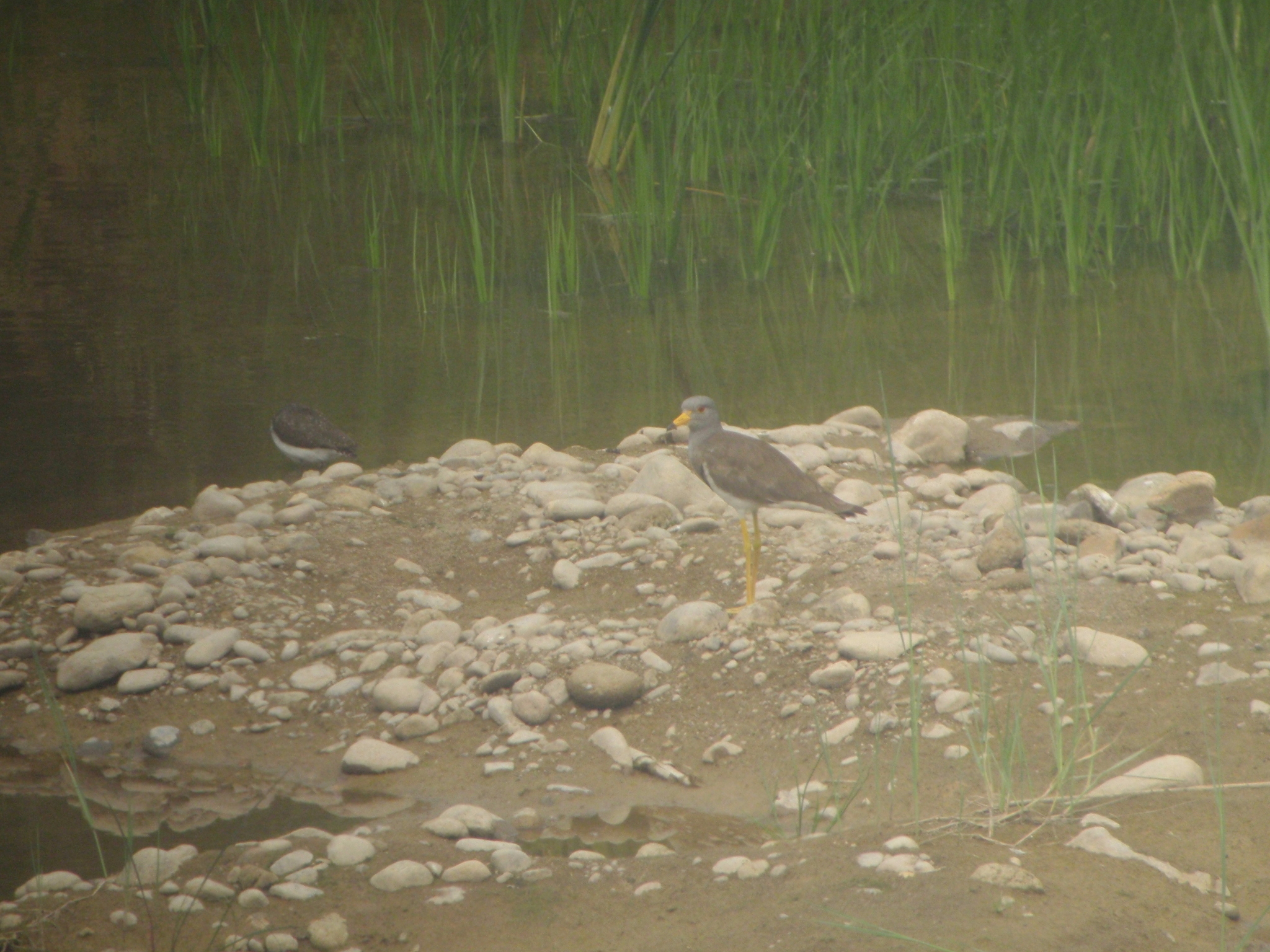 Grey-headed Lapwing