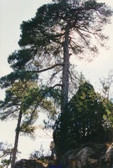 Pinus nigra salzmannii