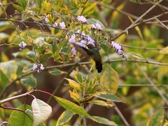 Anthocephala floriceps