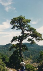 Pinus nigra salzmannii