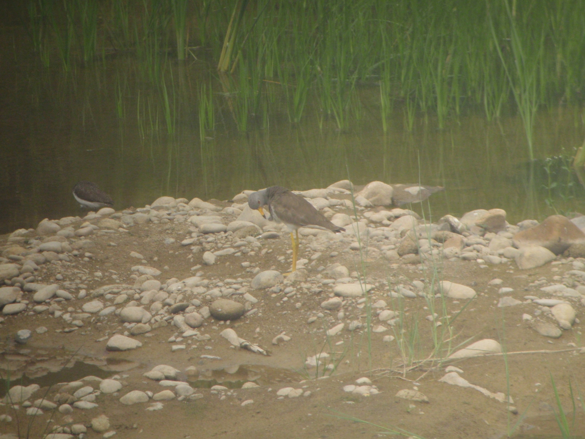 Grey-headed Lapwing