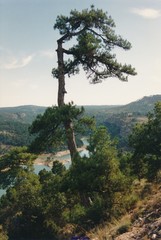 Pinus nigra salzmannii