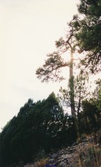 Pinus nigra salzmannii