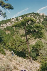 Pinus nigra salzmannii