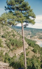 Pinus nigra salzmannii
