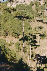 Pinus nigra salzmannii