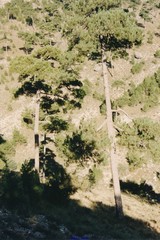 Pinus nigra salzmannii