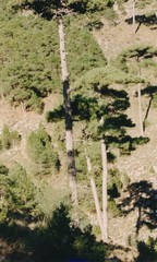 Pinus nigra salzmannii