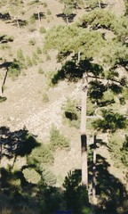 Pinus nigra salzmannii